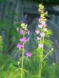 Delphinium ajacis