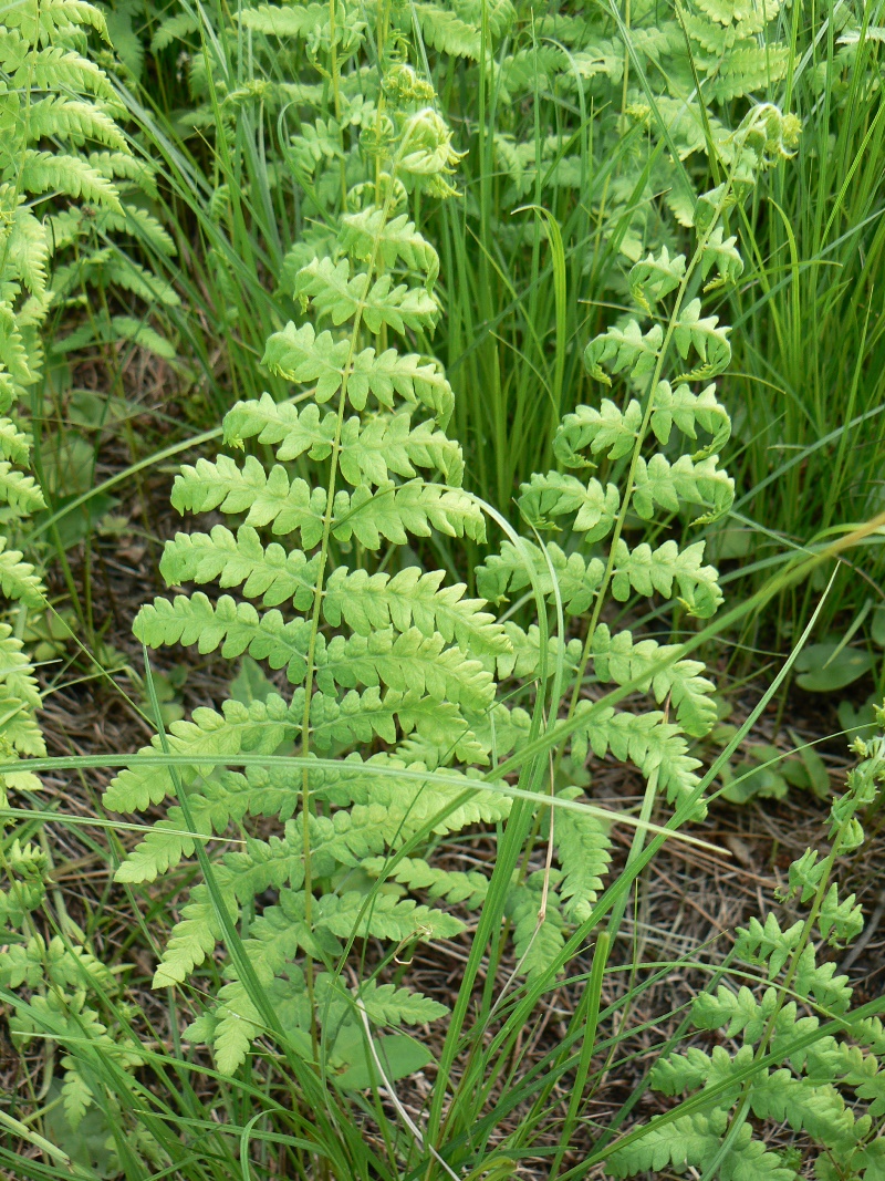 Image of Thelypteris noveboracensis specimen.