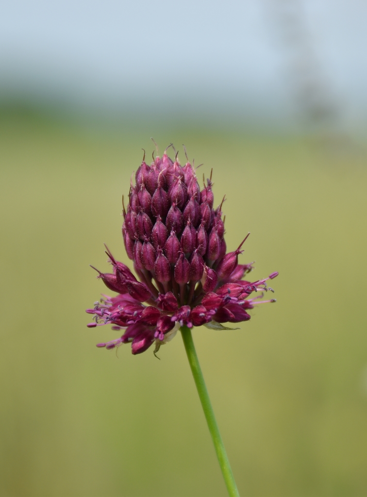 Image of Allium sphaerocephalon specimen.