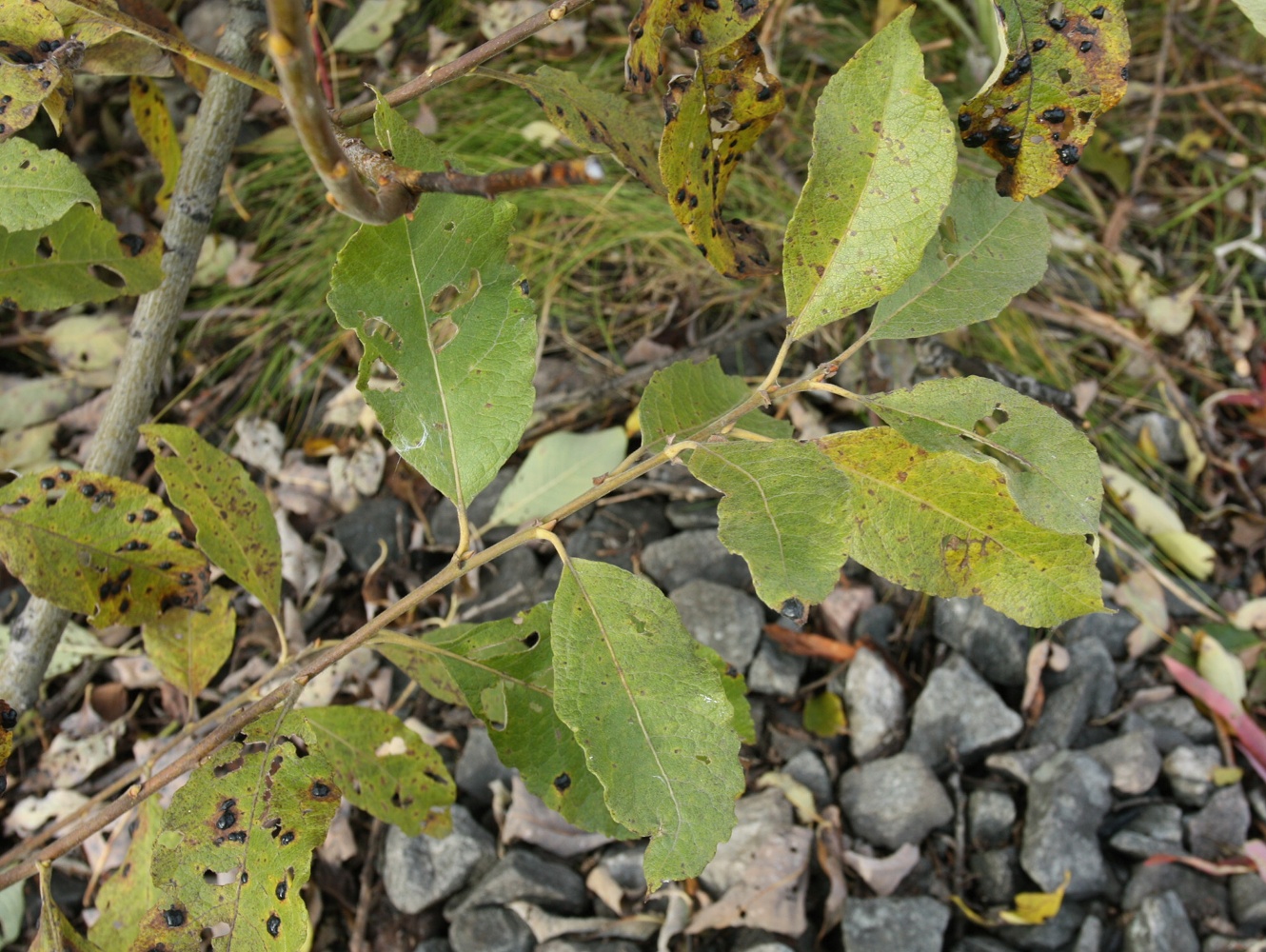 Image of Salix caprea specimen.