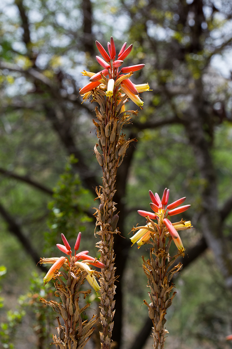 Изображение особи Aloe lutescens.