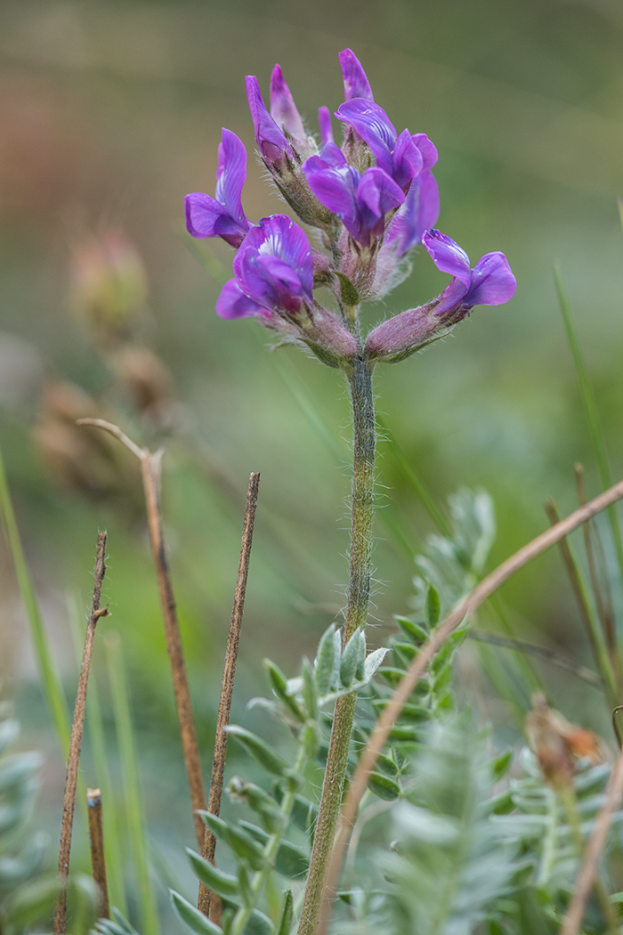 Image of Oxytropis owerinii specimen.