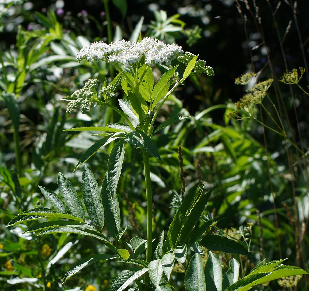 Изображение особи Sambucus ebulus.