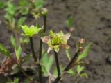 Ranunculus repens