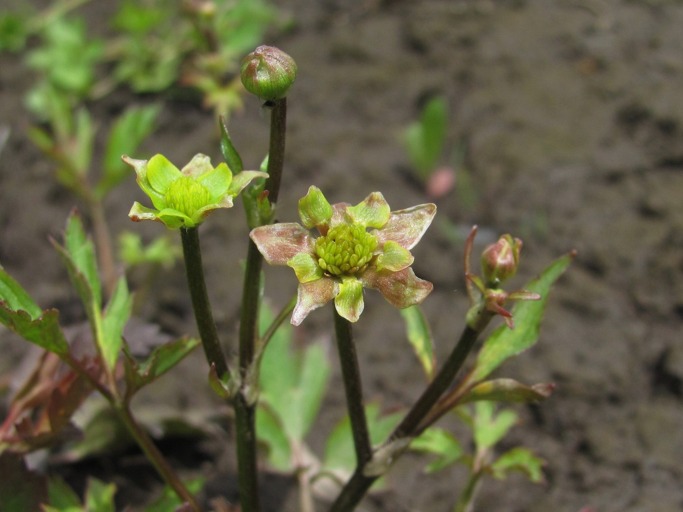 Image of Ranunculus repens specimen.