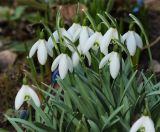 Galanthus nivalis