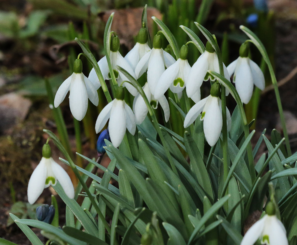 Изображение особи Galanthus nivalis.