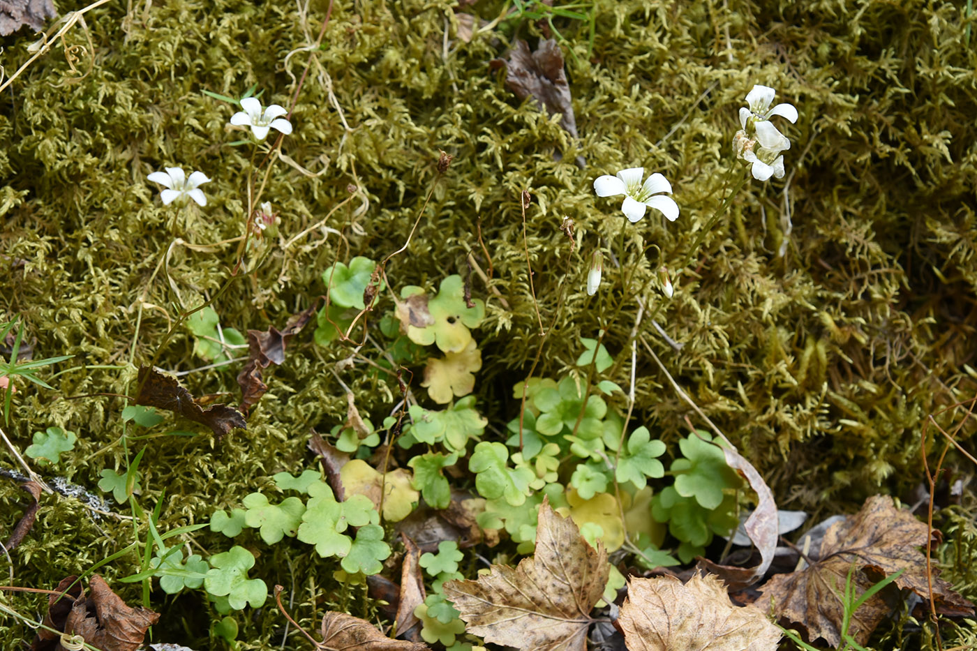 Image of Saxifraga sibirica specimen.