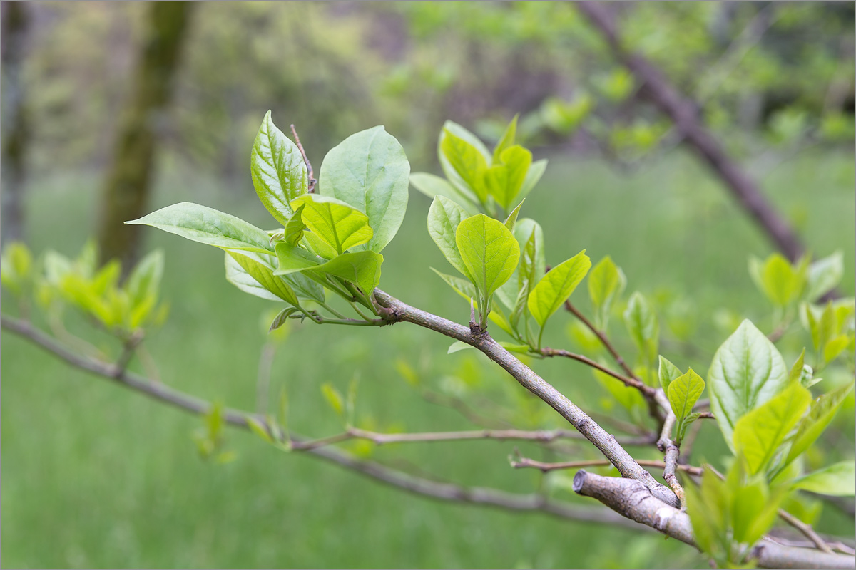 Изображение особи Maclura tricuspidata.