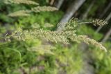 Calamagrostis arundinacea