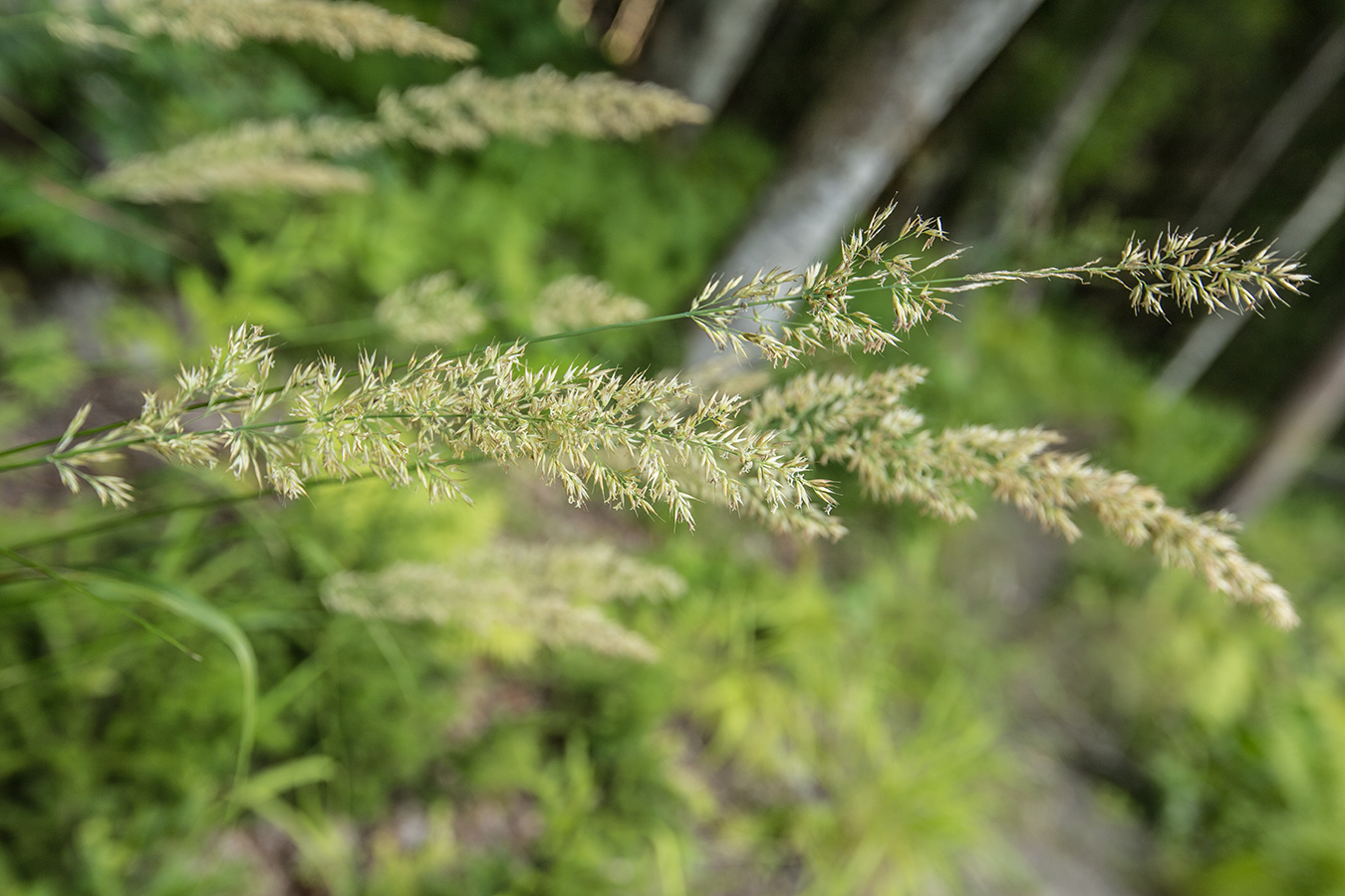 Image of Calamagrostis arundinacea specimen.