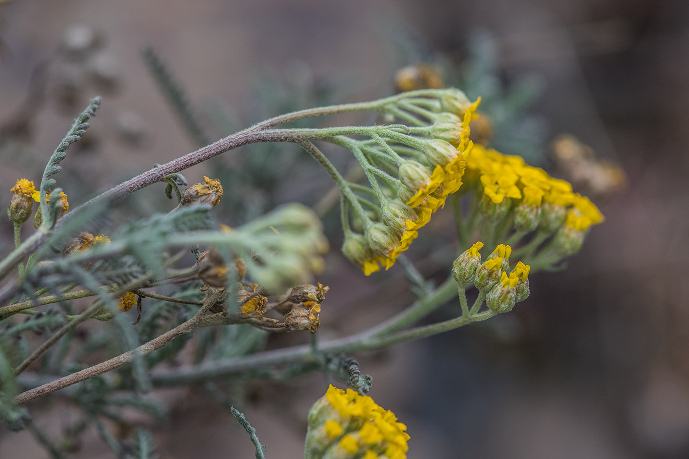 Image of Achillea leptophylla specimen.