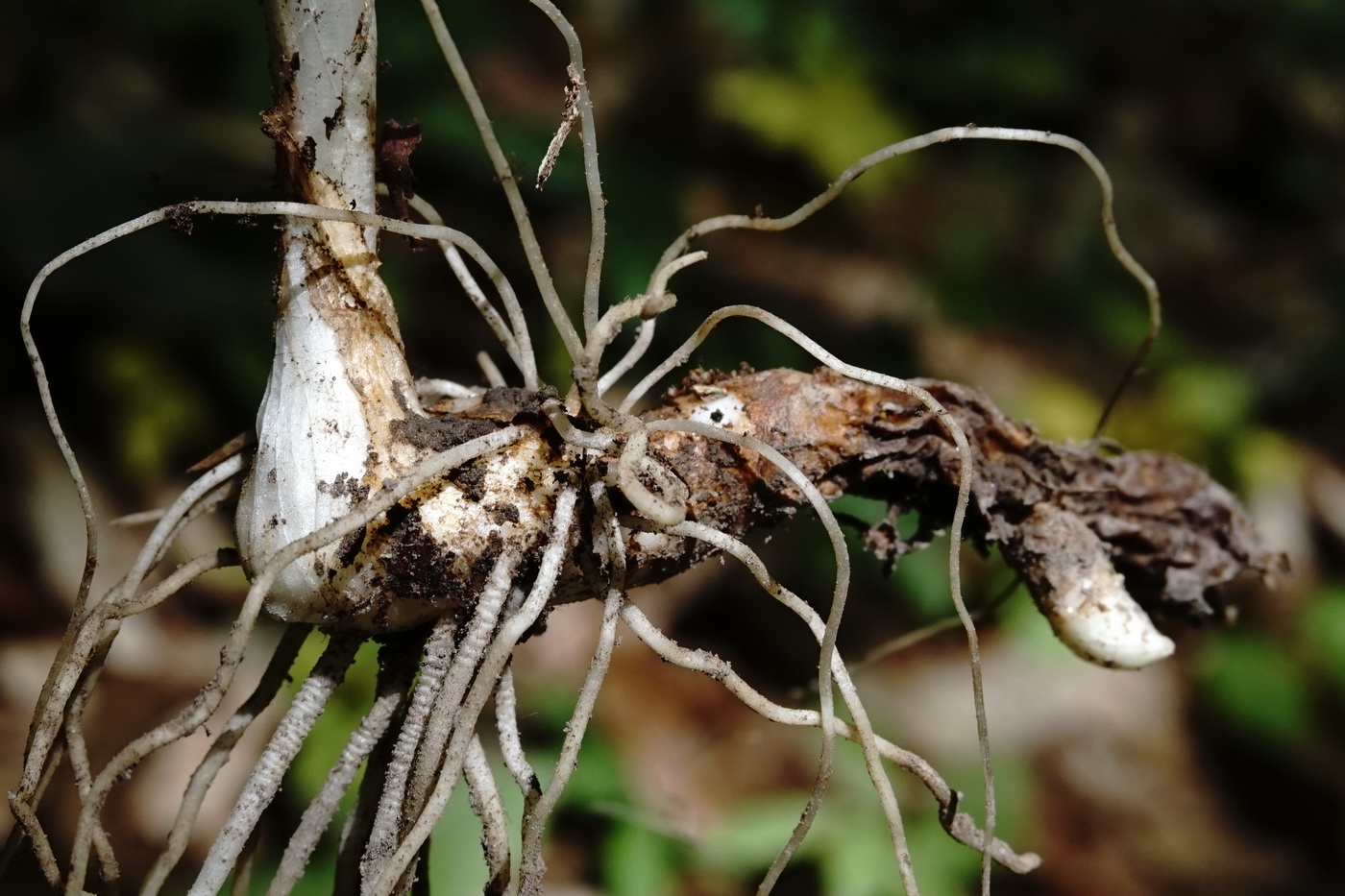 Image of Arum amoenum specimen.