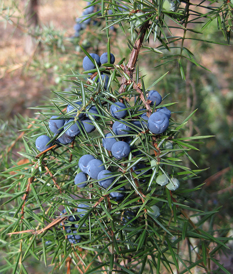 Изображение особи Juniperus communis.