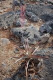 Aloe perryi