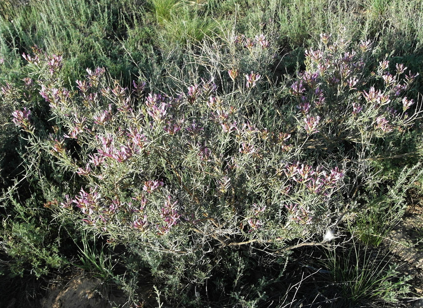 Изображение особи Astragalus arbuscula.