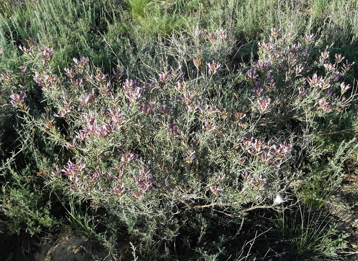 Image of Astragalus arbuscula specimen.