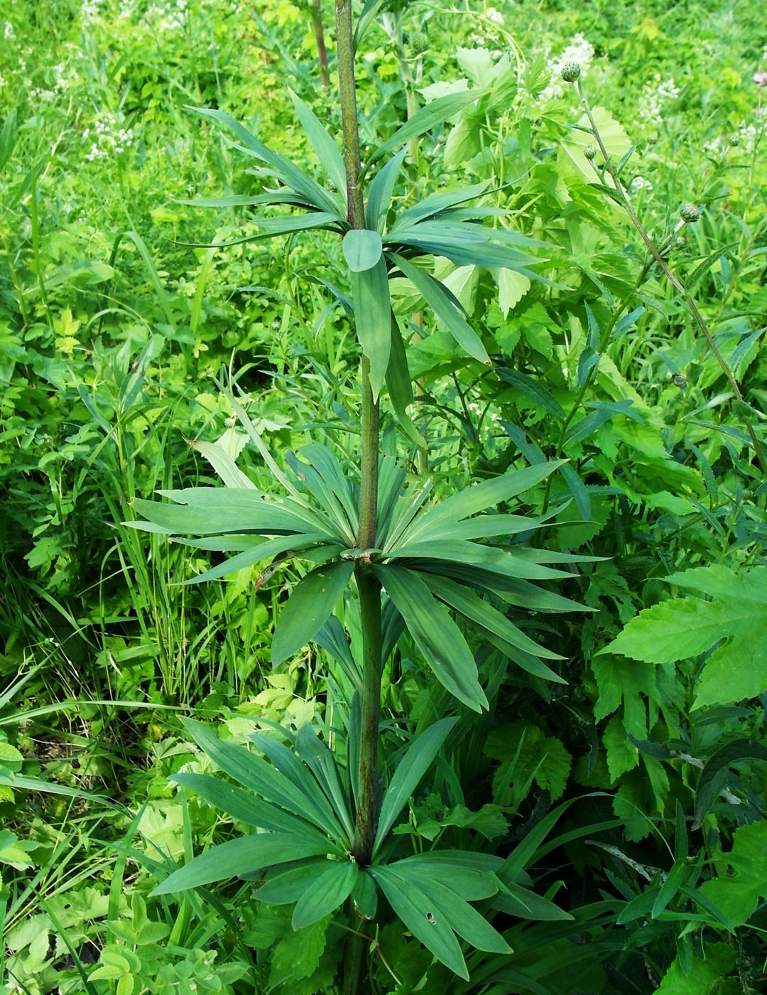 Image of Lilium pilosiusculum specimen.