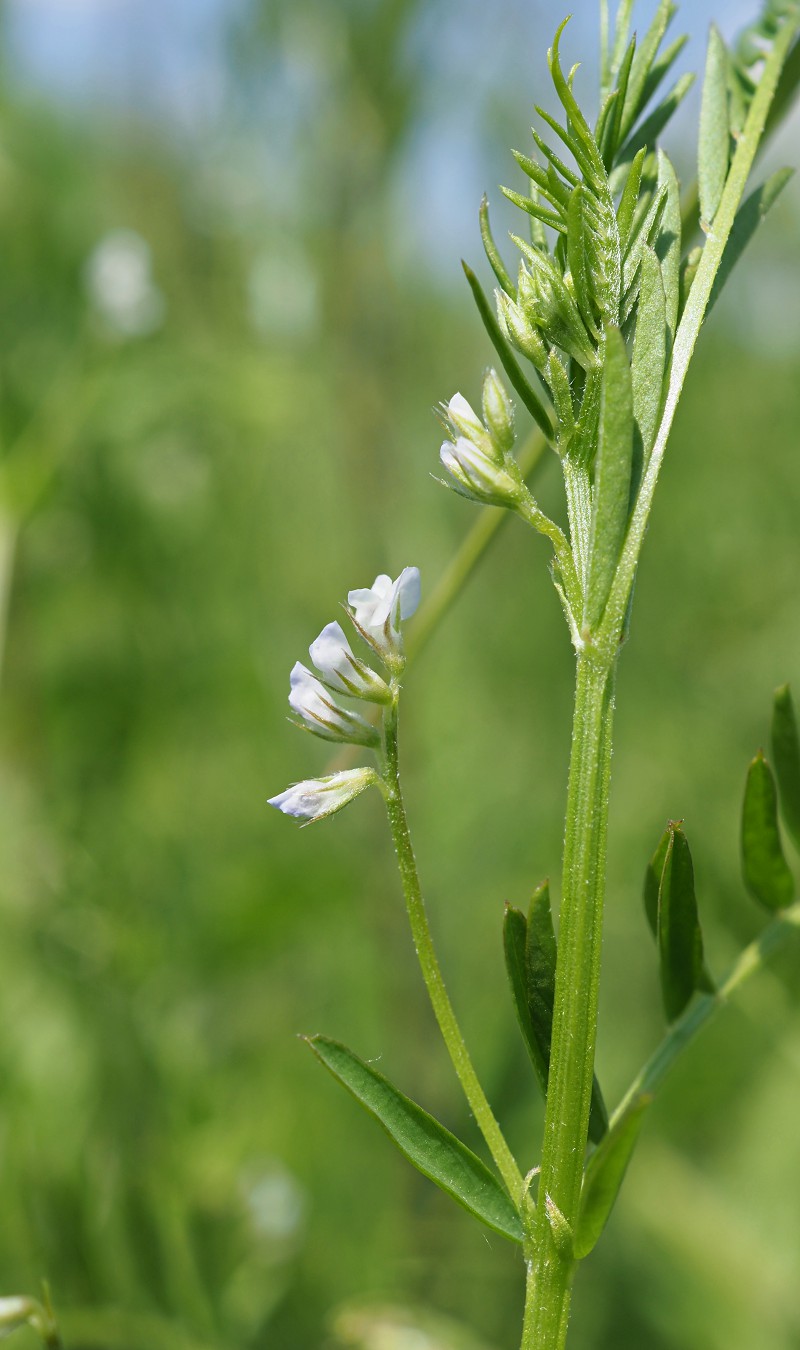 Изображение особи Vicia hirsuta.