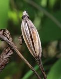 Cypripedium macranthos