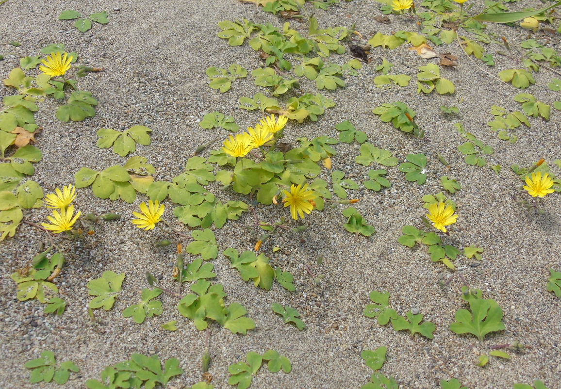 Изображение особи Chorisis repens.