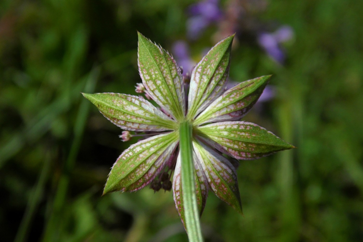 Image of Astrantia maxima specimen.