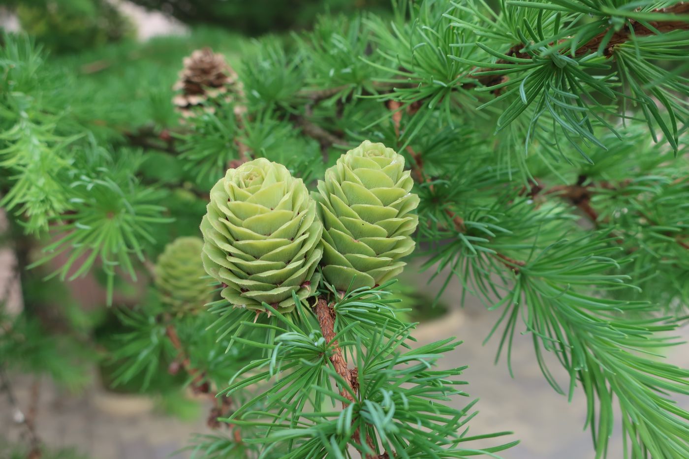 Image of Larix kaempferi specimen.