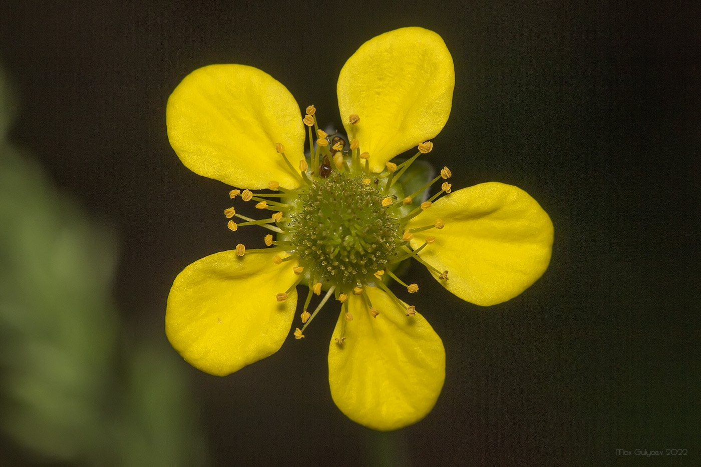 Изображение особи Geum urbanum.