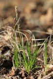 Carex supermascula