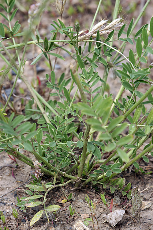 Image of Onobrychis viciifolia specimen.