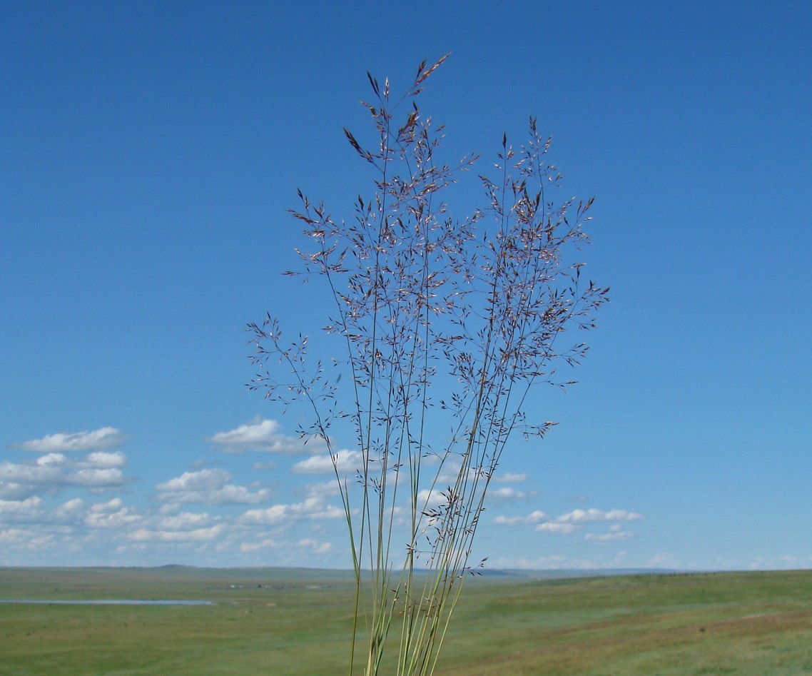 Изображение особи семейство Poaceae.