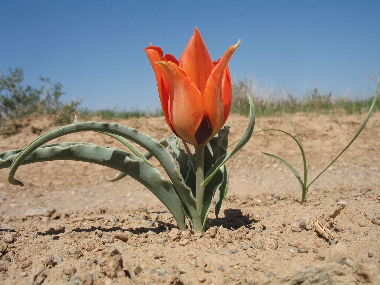Image of Tulipa borszczowii specimen.