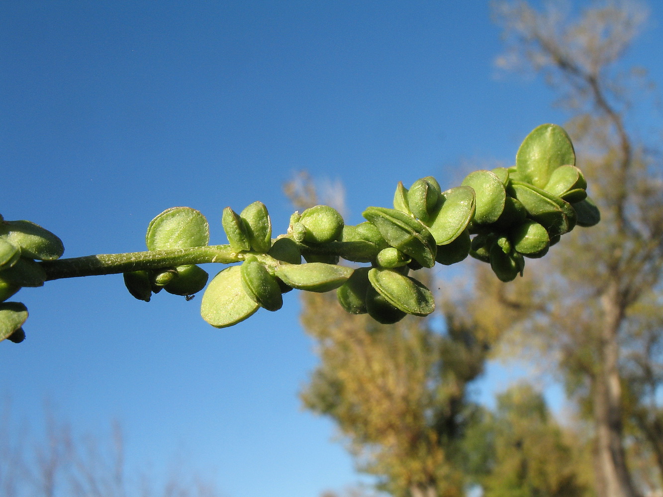 Изображение особи Atriplex micrantha.