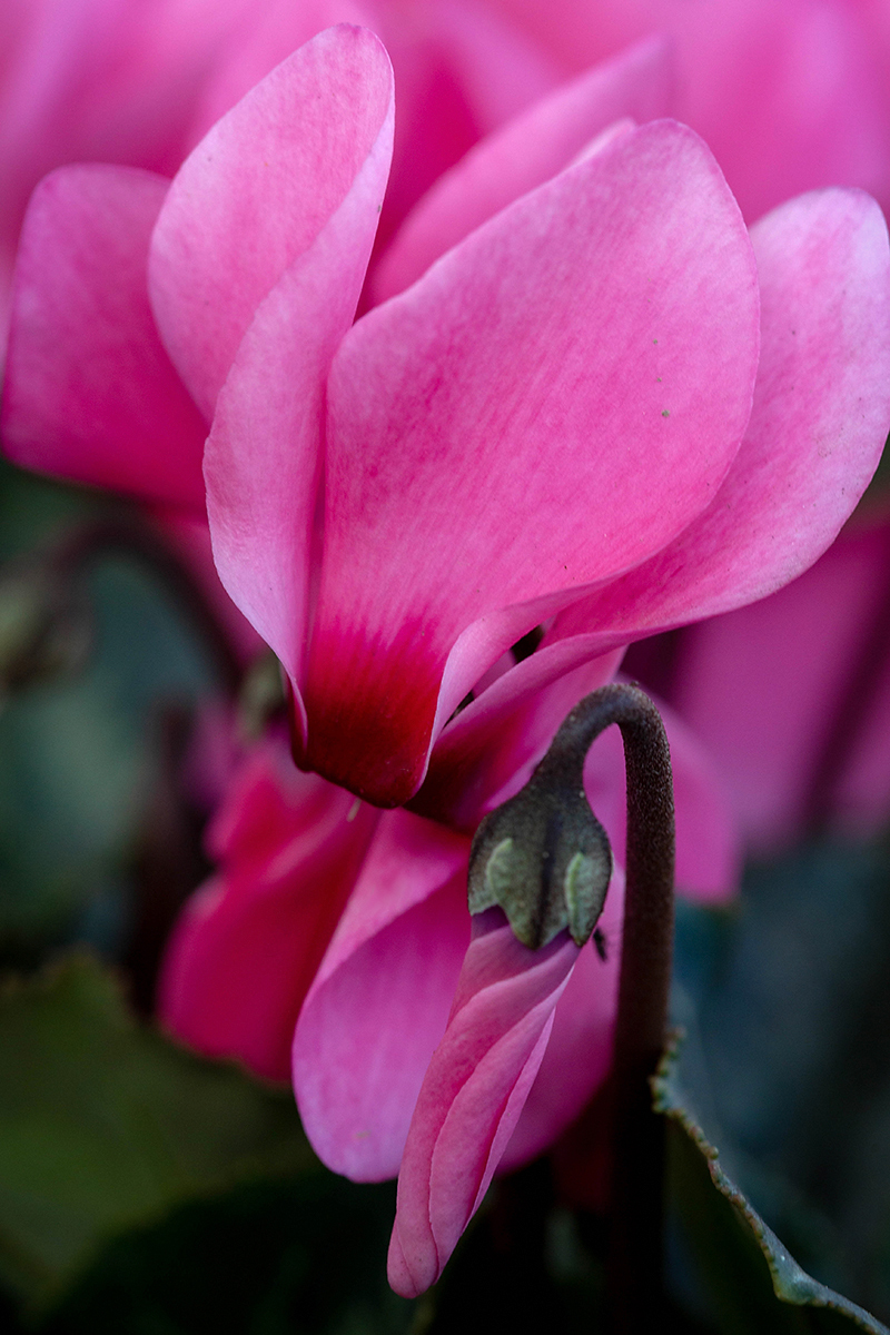 Image of Cyclamen persicum specimen.