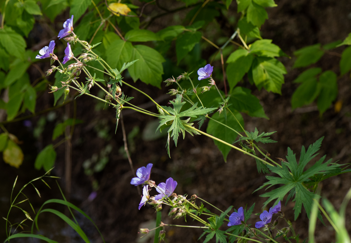 Image of Geranium pratense specimen.
