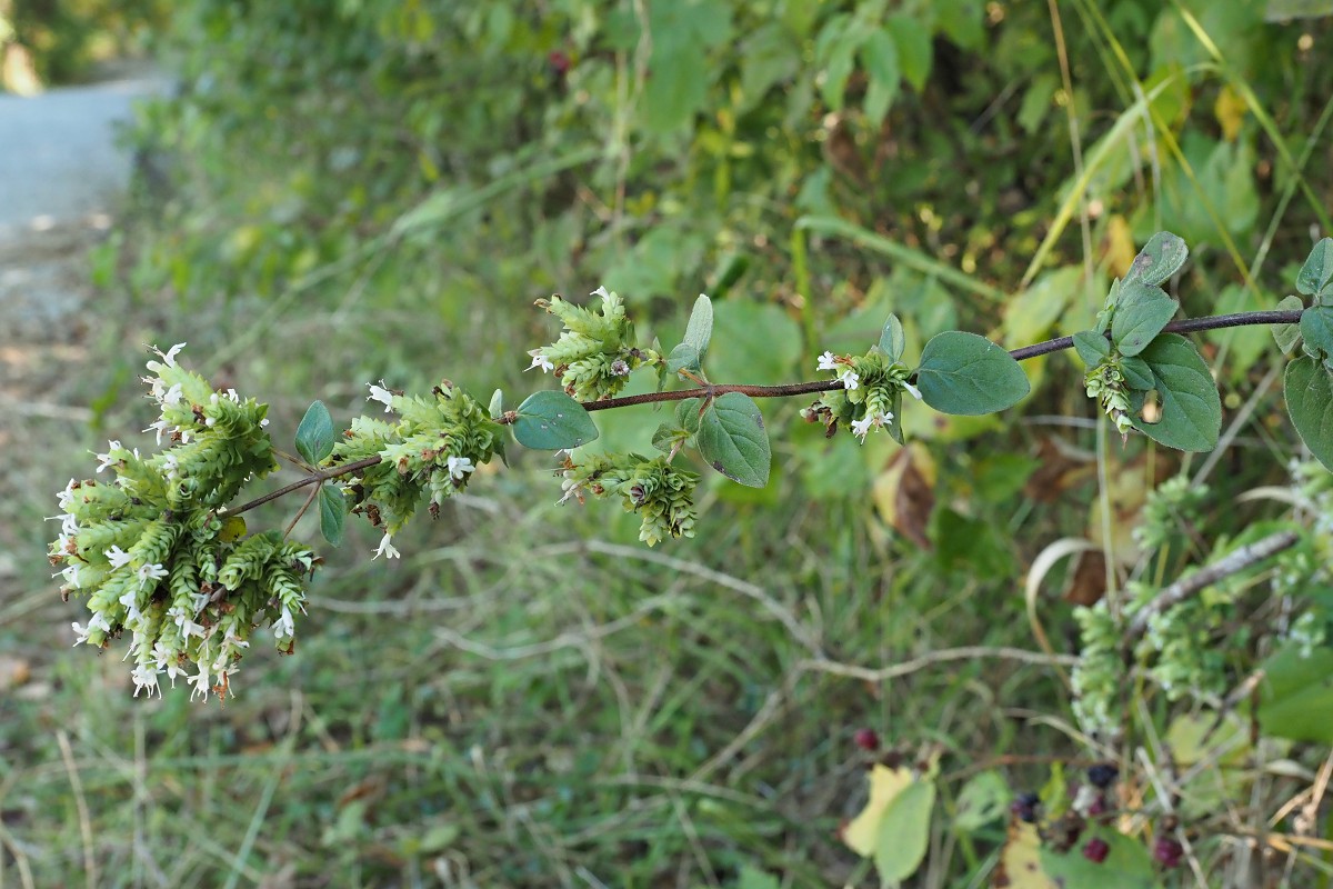 Image of Origanum vulgare ssp. viride specimen.