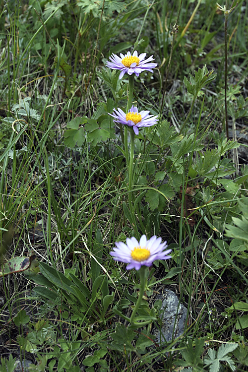 Изображение особи Aster serpentimontanus.