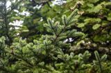 Abies sachalinensis