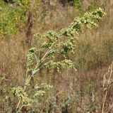 Atriplex sagittata