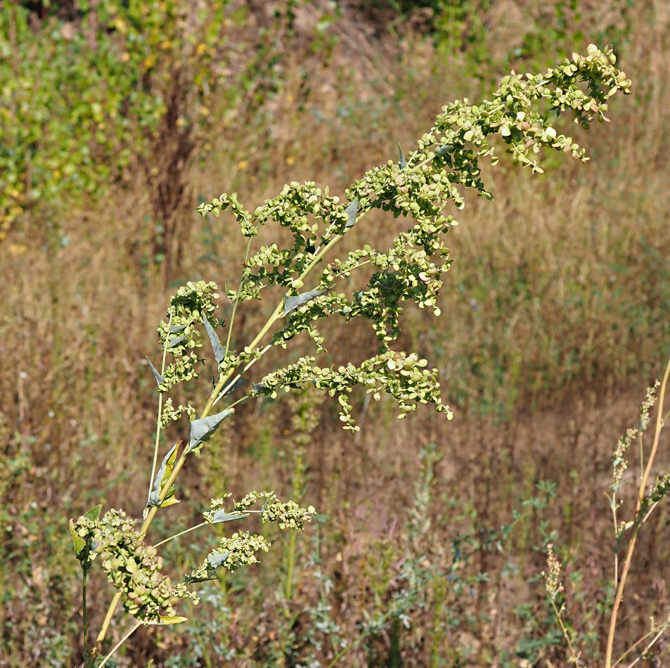 Image of Atriplex sagittata specimen.