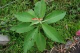 род Nicotiana