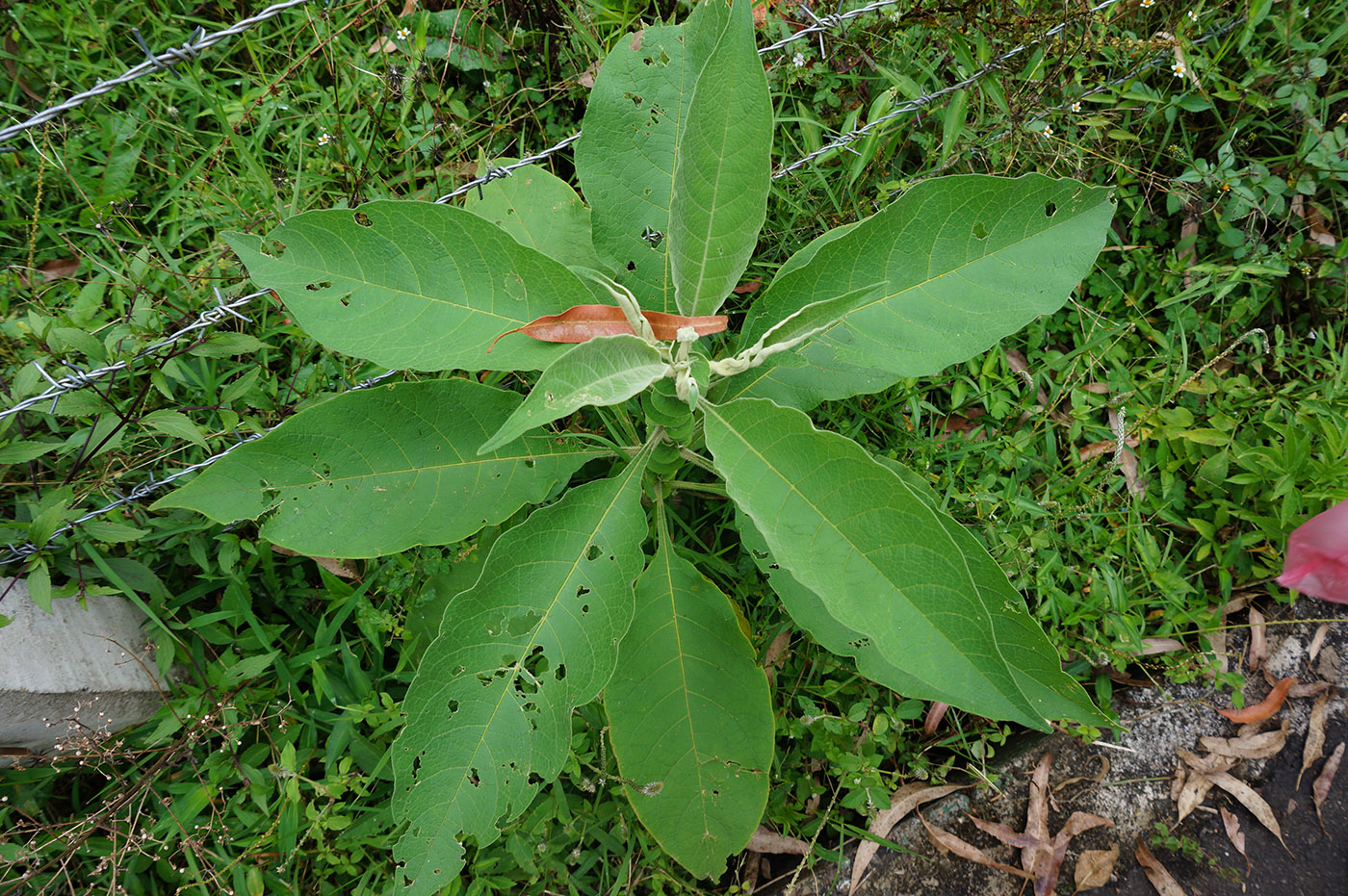 Изображение особи род Nicotiana.