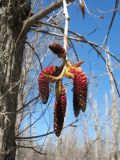 Populus nigra. Верхушка ветви с мужскими соцветиями. Казахстан, г. Тараз, левый берег долины р. Ушбулак (Карасу), старые тополёвые посадки. 23 марта 2023 г.
