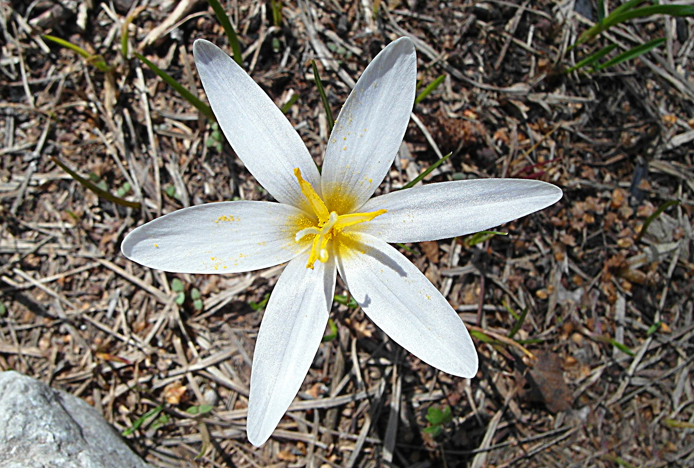Image of Crocus alatavicus specimen.