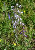 Campanula sibirica. Верхушки цветущих растений (белоцветковая и обычная формы). Алтайский край, Змеиногорский р-н, восточный берег оз. Колыванское, луг. 27.06.2021.