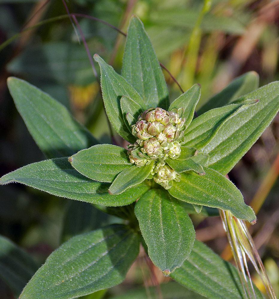 Image of Galium rubioides specimen.