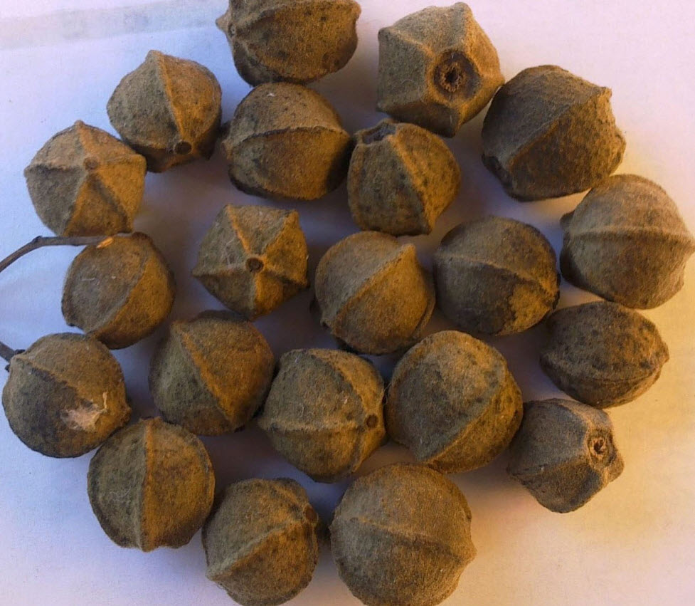 Image of Tilia platyphyllos specimen.