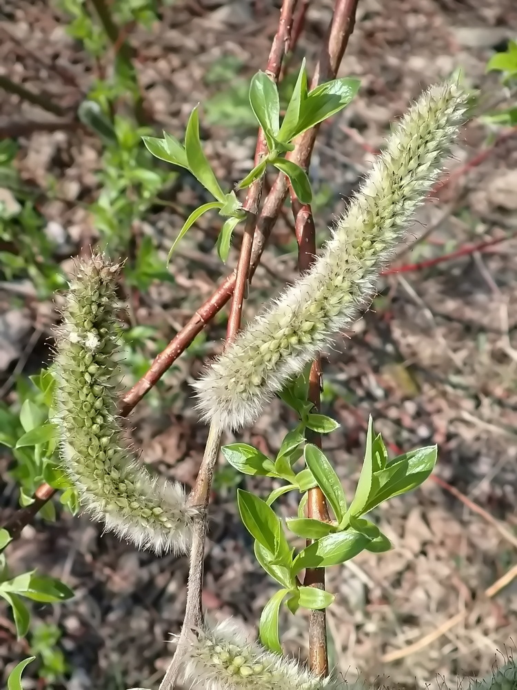 Изображение особи Salix gracilistyla.