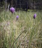 Allium schoenoprasum. Верхушки цветущих побегов. Пермский край, г. Пермь, Кировский р-н, залежь на месте садовых участков. 30.05.2023.