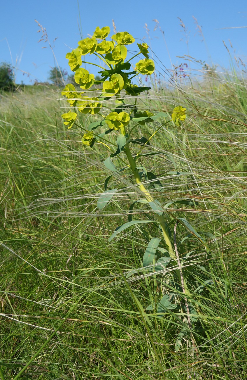 Изображение особи Euphorbia stepposa.